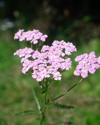 Achillea millefolium Lilac Beauty