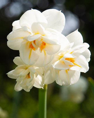Narcissus Sir Winston Churchill Bulbs