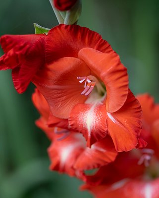 Gladiolus Red Balance ® Bulbs