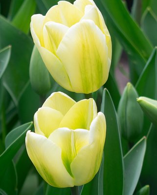 Tulip Green Spirit Bulbs