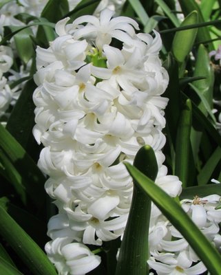 Hyacinth Carnegie Bulbs