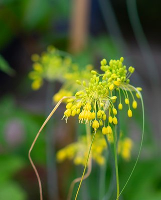 Allium Flavum Bulbs