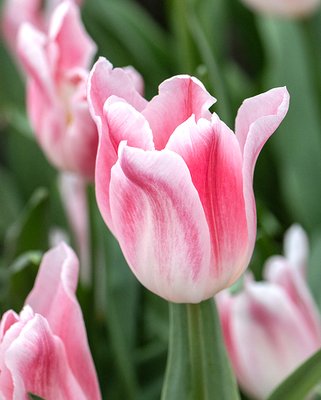 Tulip Holland Chic Bulbs