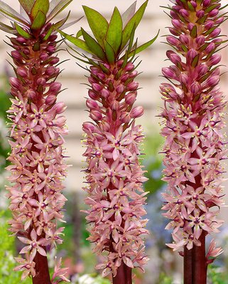 Eucomis Red Devil Bulbs