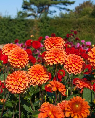 Dahlia Zundert Mystery Fox Tubers