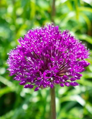 Allium Purple Sensation (Hollandicum) Bulbs