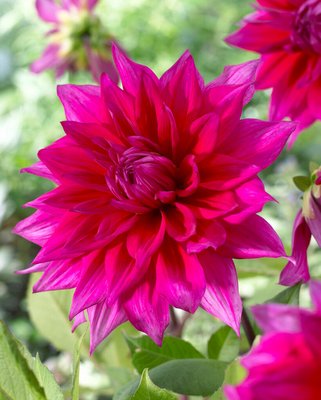 Dahlia Jocondo Tubers