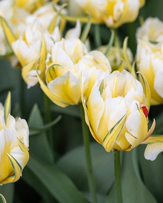 Tulip Sweet Valley