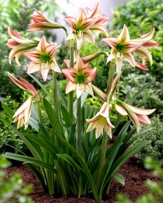 Hippeastrum Colibri Viridi Rascal Bulbs