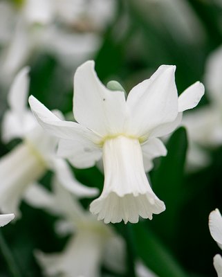 Narcissus Lady Madonna