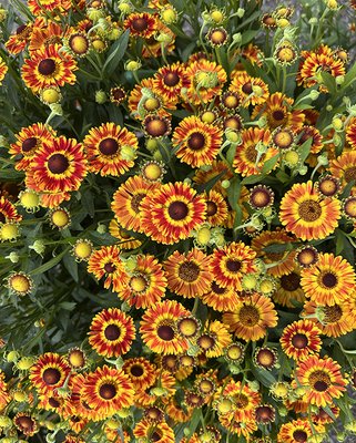 Helenium Fuego