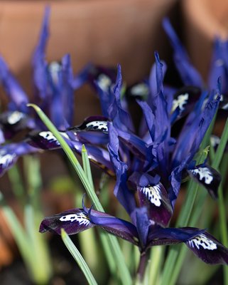 Iris Reticulata Blue Note Bulbs