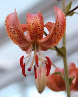 Lilium Manitoba Morning Bulbs