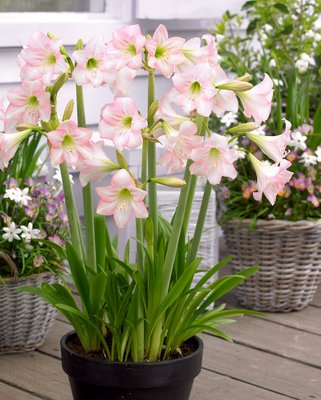 Hippeastrum Colibri Pink Rascal Bulbs