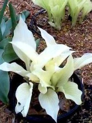 Hosta White Feather