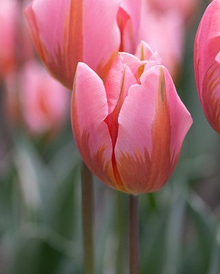 Tulip Pretty Princess Bulbs