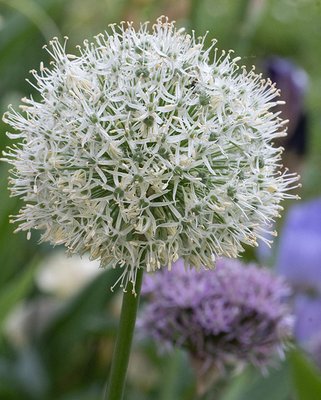 Allium Mont Blanc Bulbs