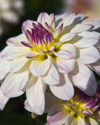 Dahlia Gallery Monet ® Tubers