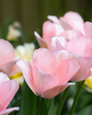 Tulip Bella Blush Bulbs