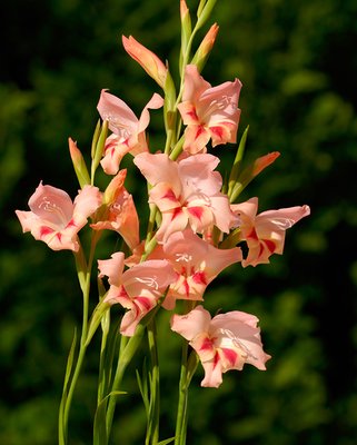 Gladiolus Nathalie