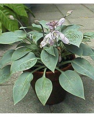 Hosta Halcyon