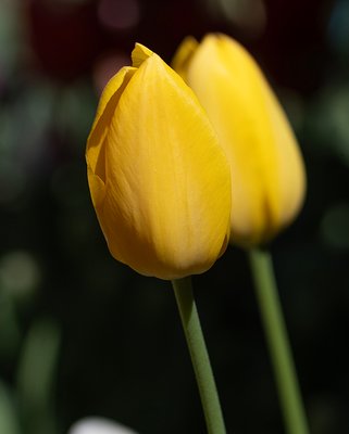Tulip Muscadet Bulbs