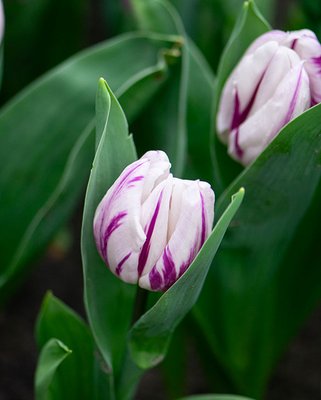 Tulip Flaming Flag Bulbs