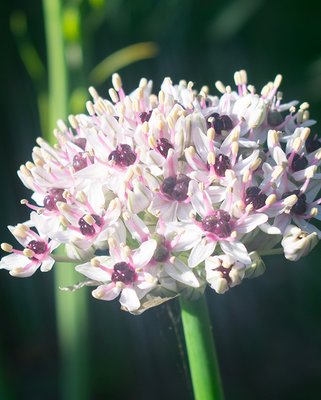 Allium Silver Springs Bulbs