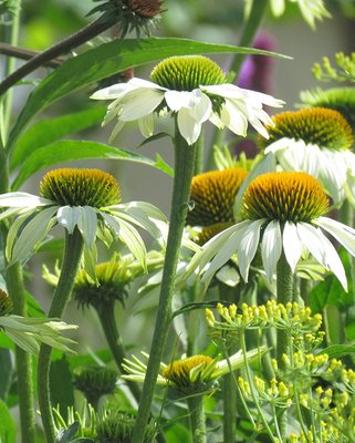 Echinacea White Swan