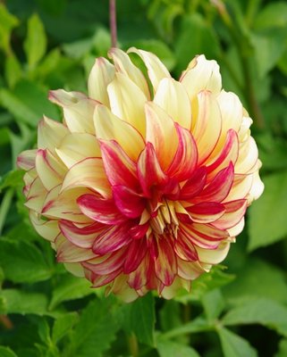 Dahlia Lady Darlene ™