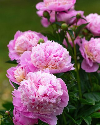 Peony Sorbet