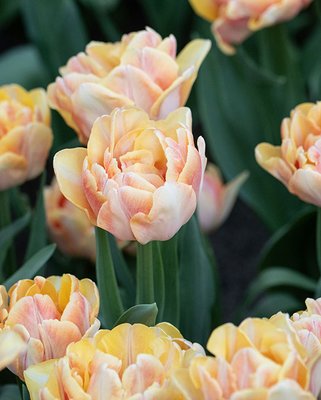 Tulip Foxy Foxtrot Bulbs