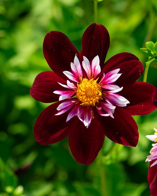 Dahlia Night Butterfly Tubers
