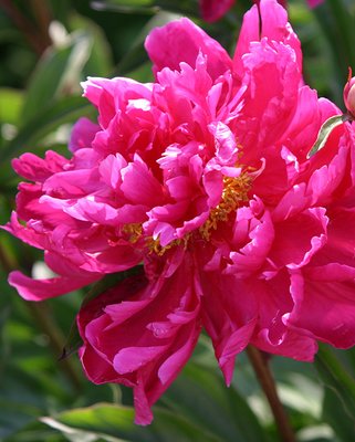 Peony Karl Rosenfield