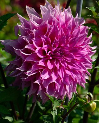 Dahlia Arthur Hambley Tubers
