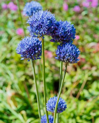 Allium Caeruleum (Azureum) 4/5 cm Bulbs