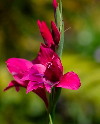 Gladiolus Vulcano Bulbs