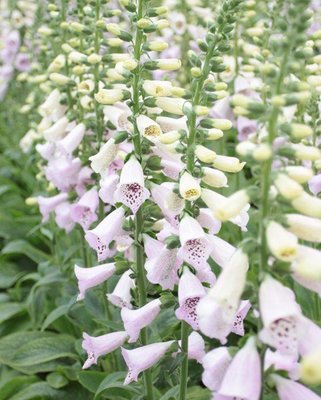Digitalis Virtuoso Lavender