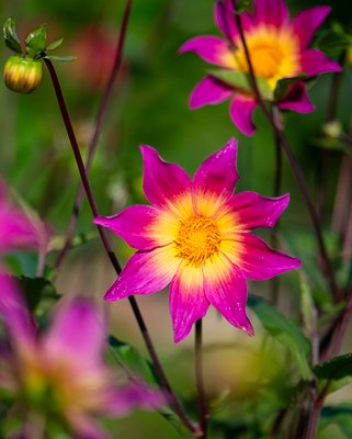 Dahlia Bright Eyes Tubers