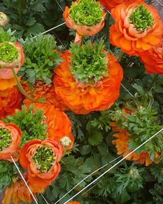 Ranunculus reinette Orange Corm