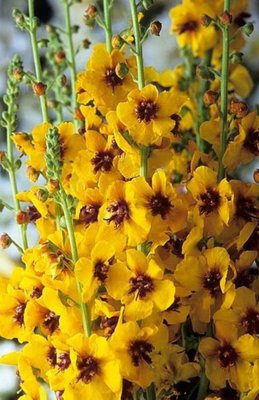 Verbascum Cotswold Queen