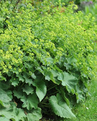 Alchemilla Mollis
