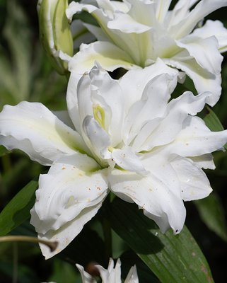 Lilium Roselily Aisha Bulbs