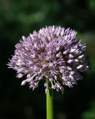 Allium Pink Jewel Bulbs
