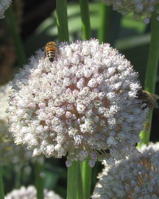 Allium Ampeloprasum Ping Pong Bulbs