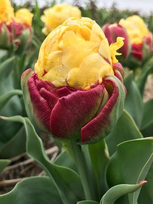 Tulip Ice Cream Banana Bulbs