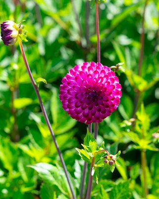 Dahlia Little Robert