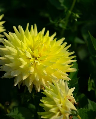 Dahlia Trooper Dan Tubers
