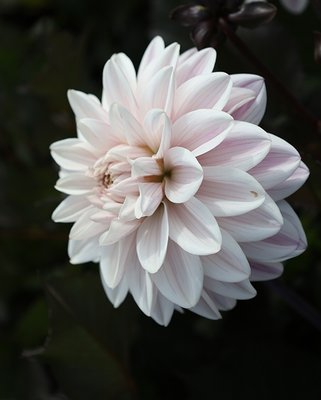 Dahlia Candlelight Ivory Flame™