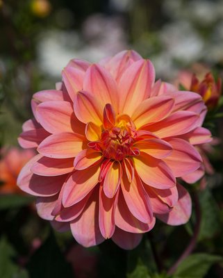 Dahlia Phyllis Farmer Tubers